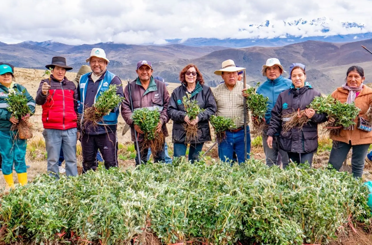 Áncash: siembran quenuales para recuperar las cabeceras de cuenca en el Valle de Fortaleza