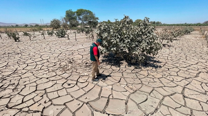 Implementarán parcelas demostrativas para recuperar producción agraria en zonas afectas por desbordes en Ica