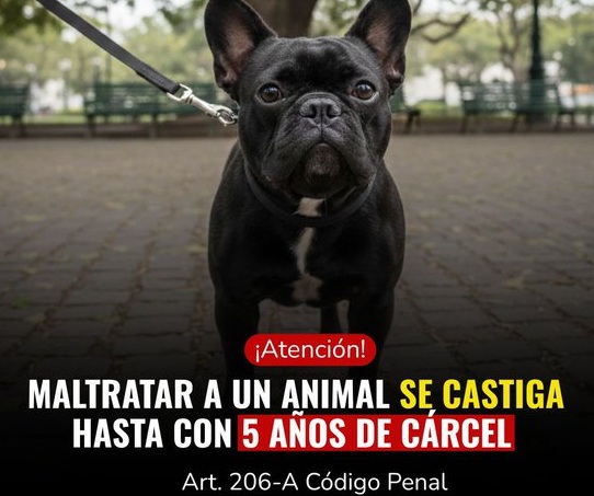 Poder Judicial advierte: abandonar o maltratar a un animal doméstico se castiga hasta con 3 años de prisión
