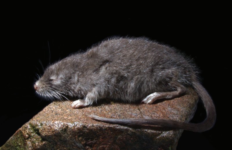 En el Día Mundial de la Vida Silvestre: descubren nueva especie de ratón semiacuático en los Andes del Perú