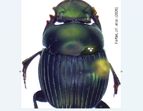 Investigación científica revela seis especies de escarabajos estercoleros nunca antes reportadas en Perú