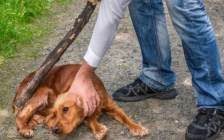 Congreso aprobó dictamen que sanciona hasta con 8 años de cárcel la muerte de animales por actos crueles