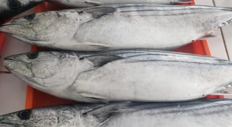 Produce suspende temporalmente la pesca de bonito tras alcanzar el 90% de la cuota anual