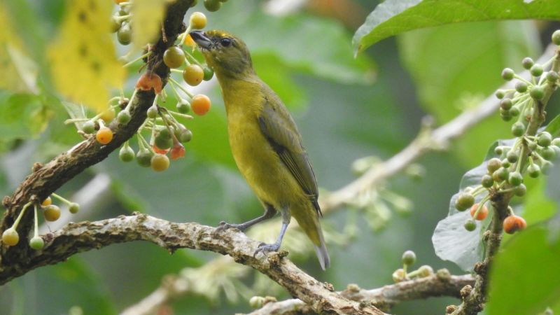 Sernanp lidera el Global Big Day 2026 a nivel mundial, Perú registra 1,442 especies de aves