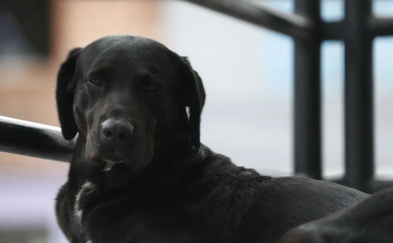 Piden al Congreso acelerar ley ante el abandono de 6 millones de perros y gatos