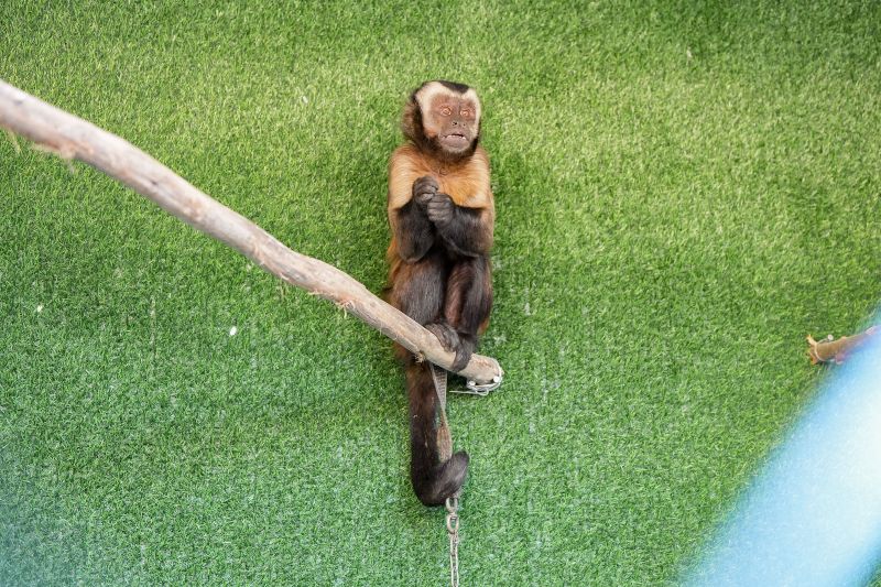 Serfor rescata un mono machín negro y un caracara mantenidos en cautiverio en Pomabamba
