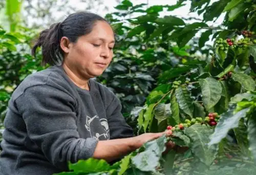 Perú medirá financiamiento del sector financiero a iniciativas sostenibles