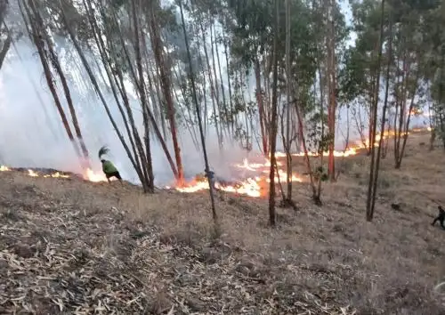Áncash: en lo que va del año reporta 47 incendios forestales