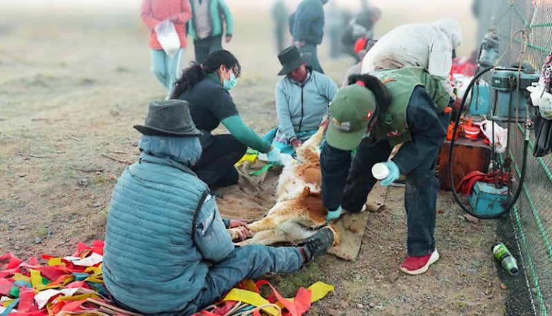 Población de vicuñas en áreas naturales protegidas crece 41,2 % y se fortalece su conservación