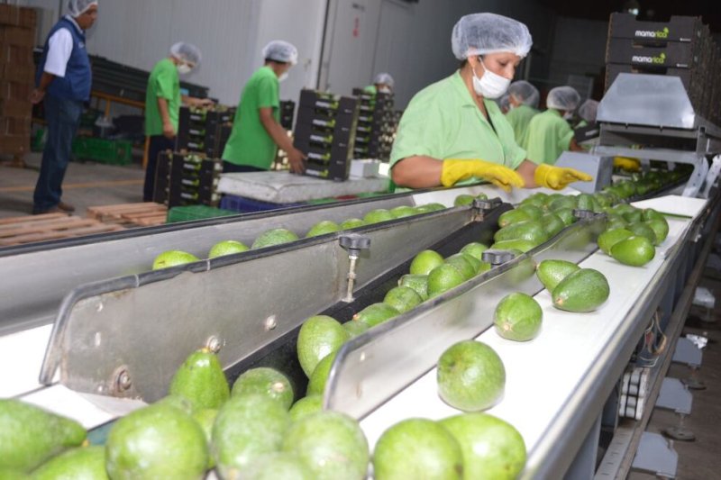 Agroexportaciones crecen 3.6% durante el primer semestre