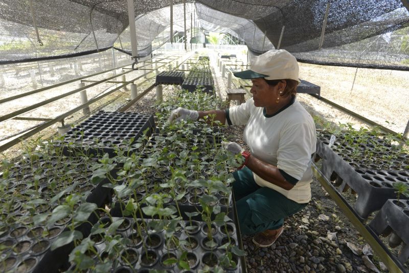 Serfor promueve certificación de competencias laborales para viveristas y técnicos en semillas forestales