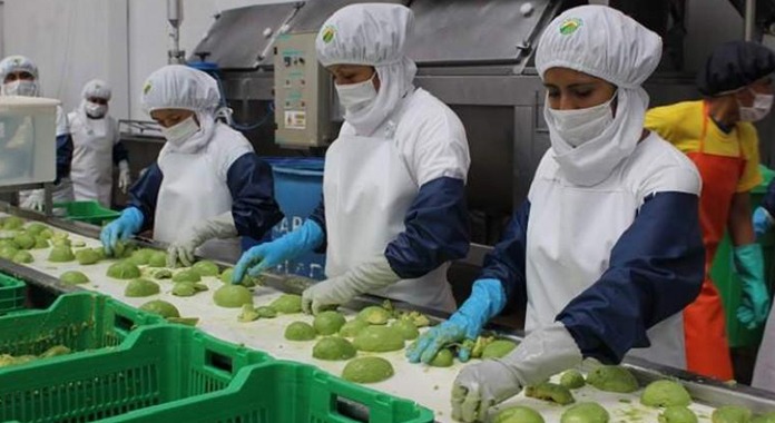 Número de empresas exportadoras creció 3.4% entre enero y julio del 2026