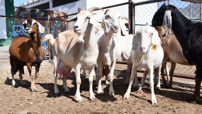 INIA impulsa la mejora genética de cabras de productores de Chincha