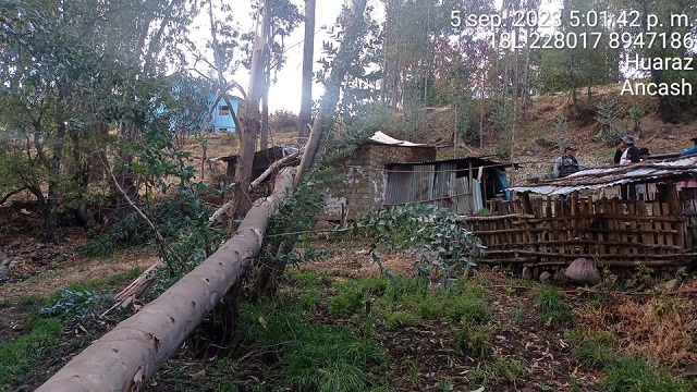 Árbol cae sobre vivienda debido a fuertes vientos en el distrito de Independencia
