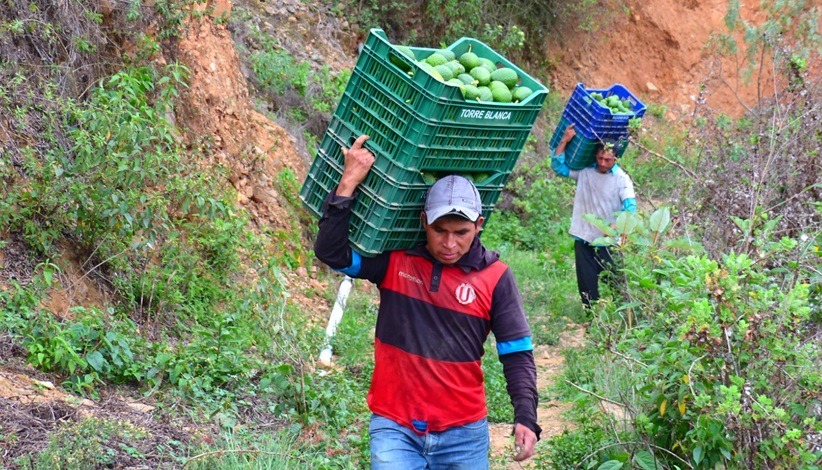 Áncash: palta de exportación llega a S/ 6 el kilo en Jimbe y Pamparomás