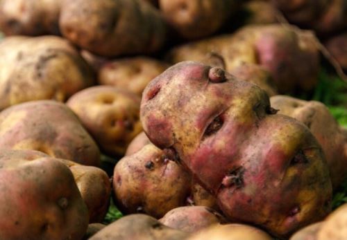 Papa Yungay es la más vendida en mercados "De la Chacra a la Olla"
