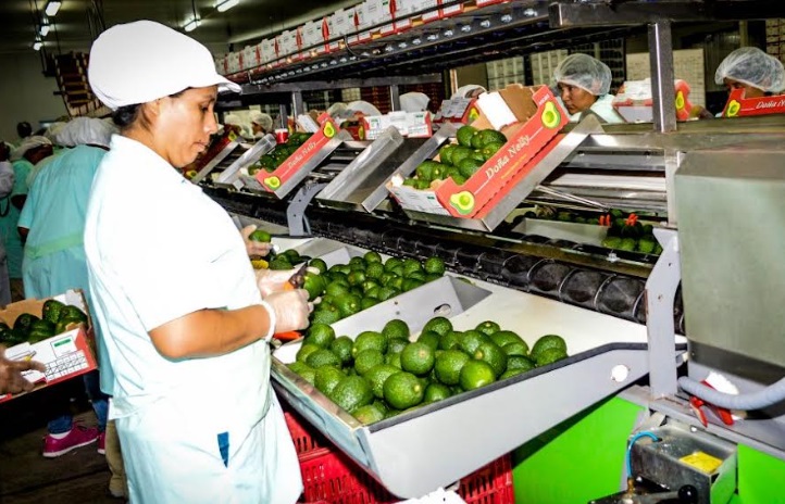 Perú se posiciona como el segundo país exportador mundial de palta