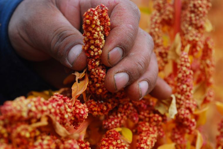 Envíos de granos andinos peruanos al mundo superaron los US$ 43 millones