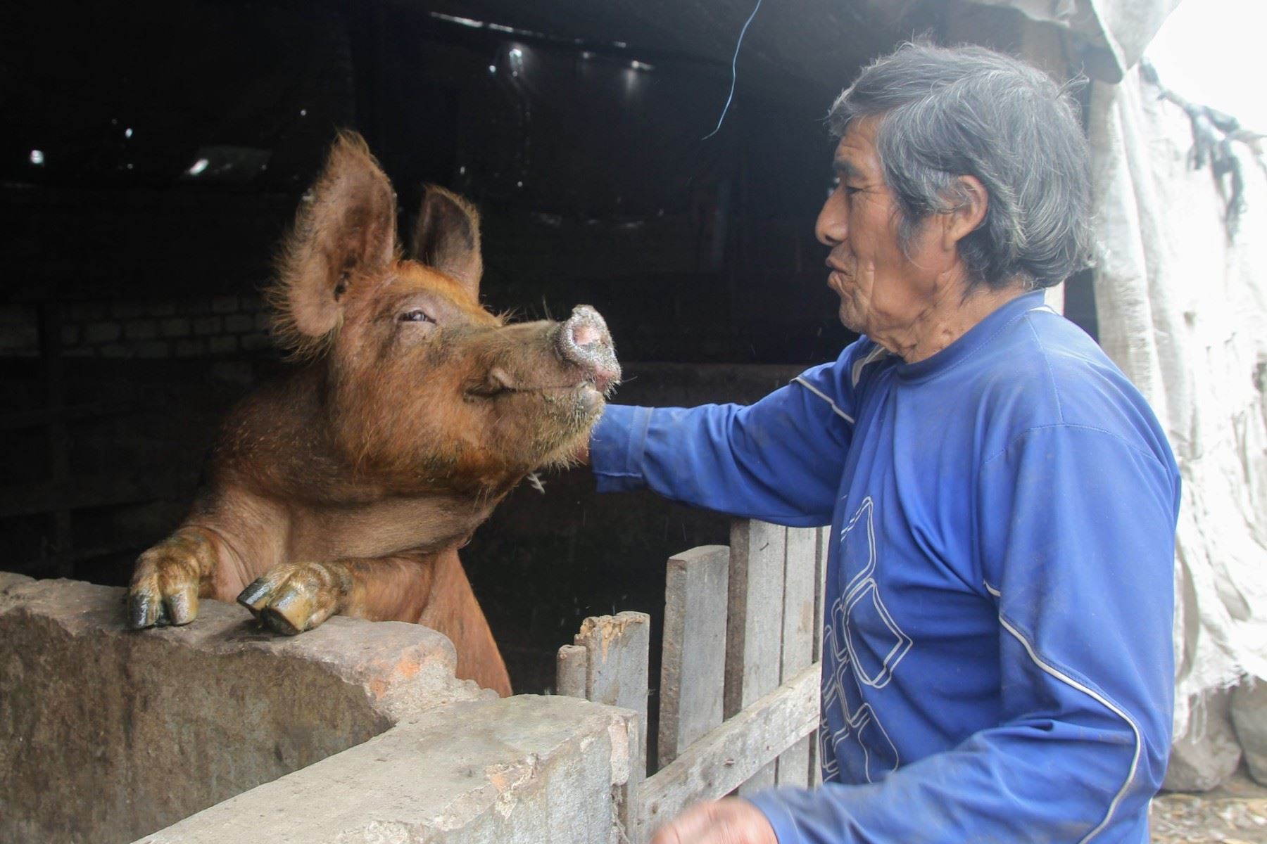 Innovadores peruanos transforman desechos de comida en alimento probiótico para cerdos