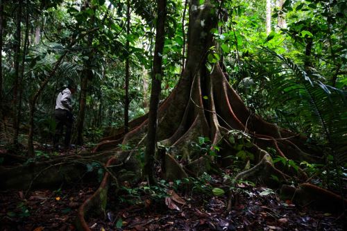 ¿Los árboles absorben metano de la atmósfera? Esto descubrió un equipo internacional de científicos