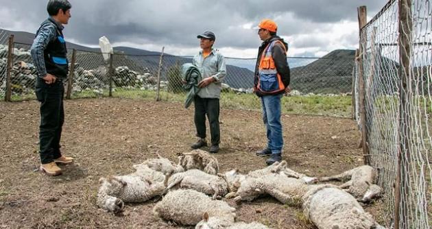 Huaraz: rayo cae sobre corral y mata 29 ovinos en comunidad campesina Cahuide
