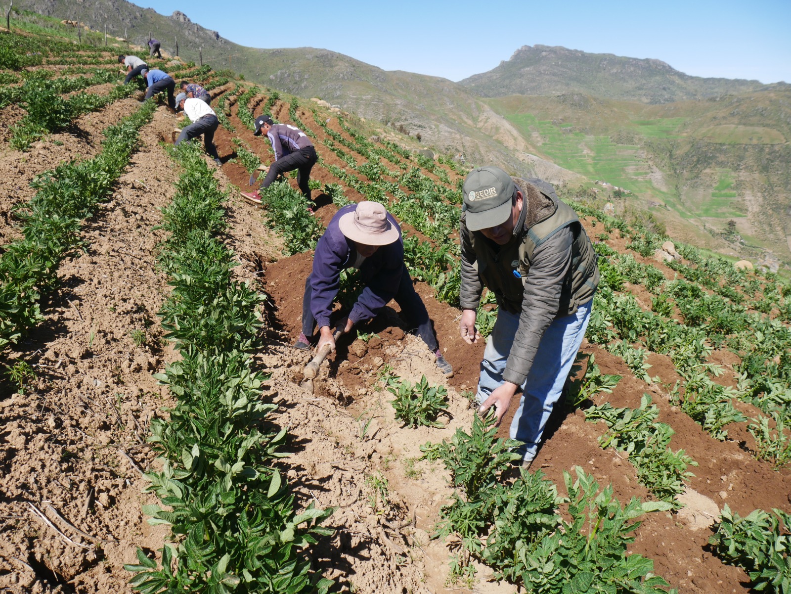 Elaboran néctar con milenario cultivo pajuro en Áncash