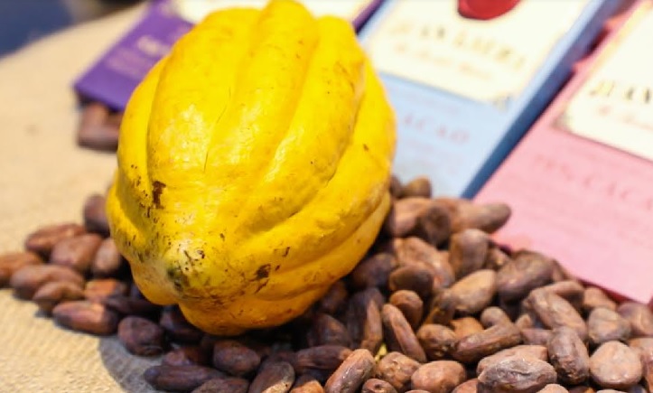 Promueven estándares de calidad en la cadena de valor del cacao del VRAEM