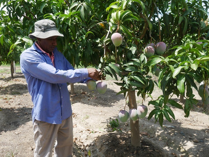 Dramática situación de agricultores en Áncash mango se vende a S/ 0.28 el kilo a nivel nacional 