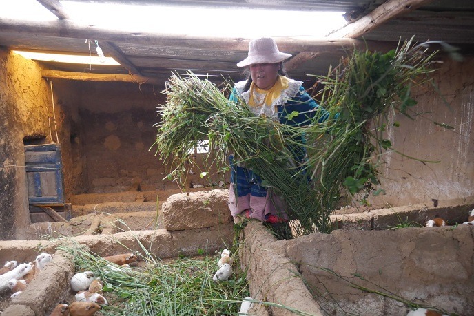 Crianza y venta de cuyes tiene diferentes posibilidades para la mujer rural en Áncash