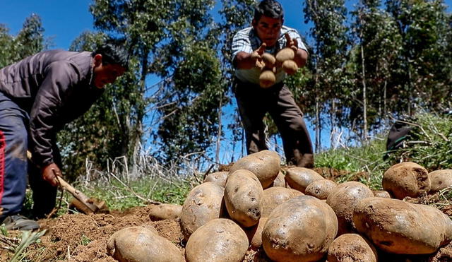 Siembras crecerían 6,5% en la campaña agrícola 2023-2024