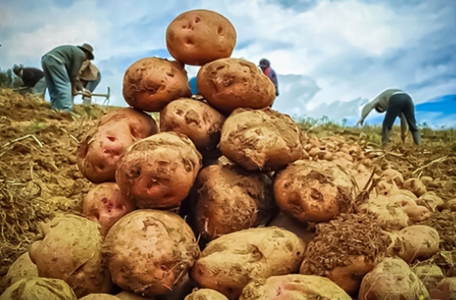Promulgan la ley que promueve industrialización del cultivo de la papa