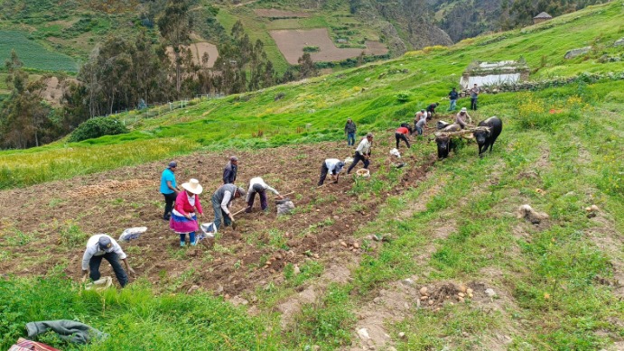 Áncash: pequeños productores de Pamparomás cosechan papa de campo experimental