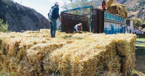 Agro Rural dispone S/ 179 millones para atención inmediata ante déficit hídrico