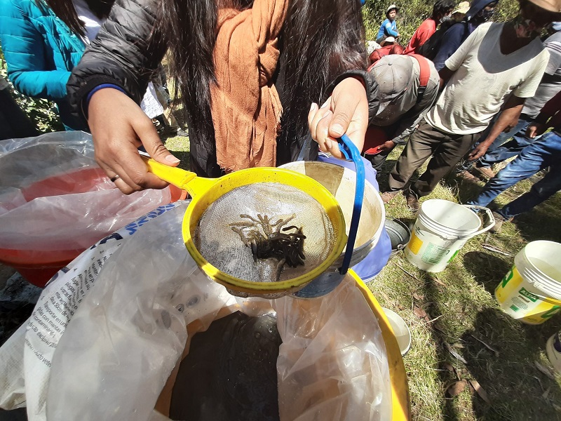 Áncash: entregan 20 mil alevinos de trucha a criadores de Yungay y Antonio Raimondi