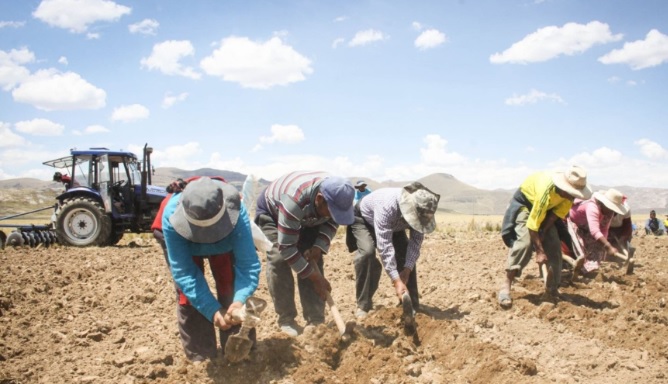 Agricultores sepan cómo activar el seguro catastrófico y recibir S/ 800 por hectárea