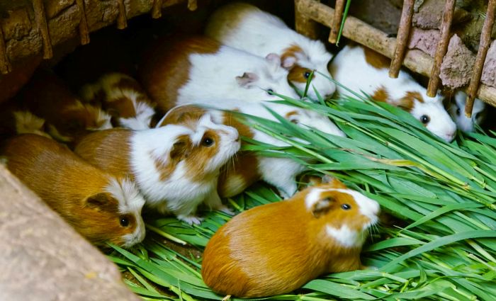 Inacal impulsa estándares de calidad para la carne de cuy y sus derivados