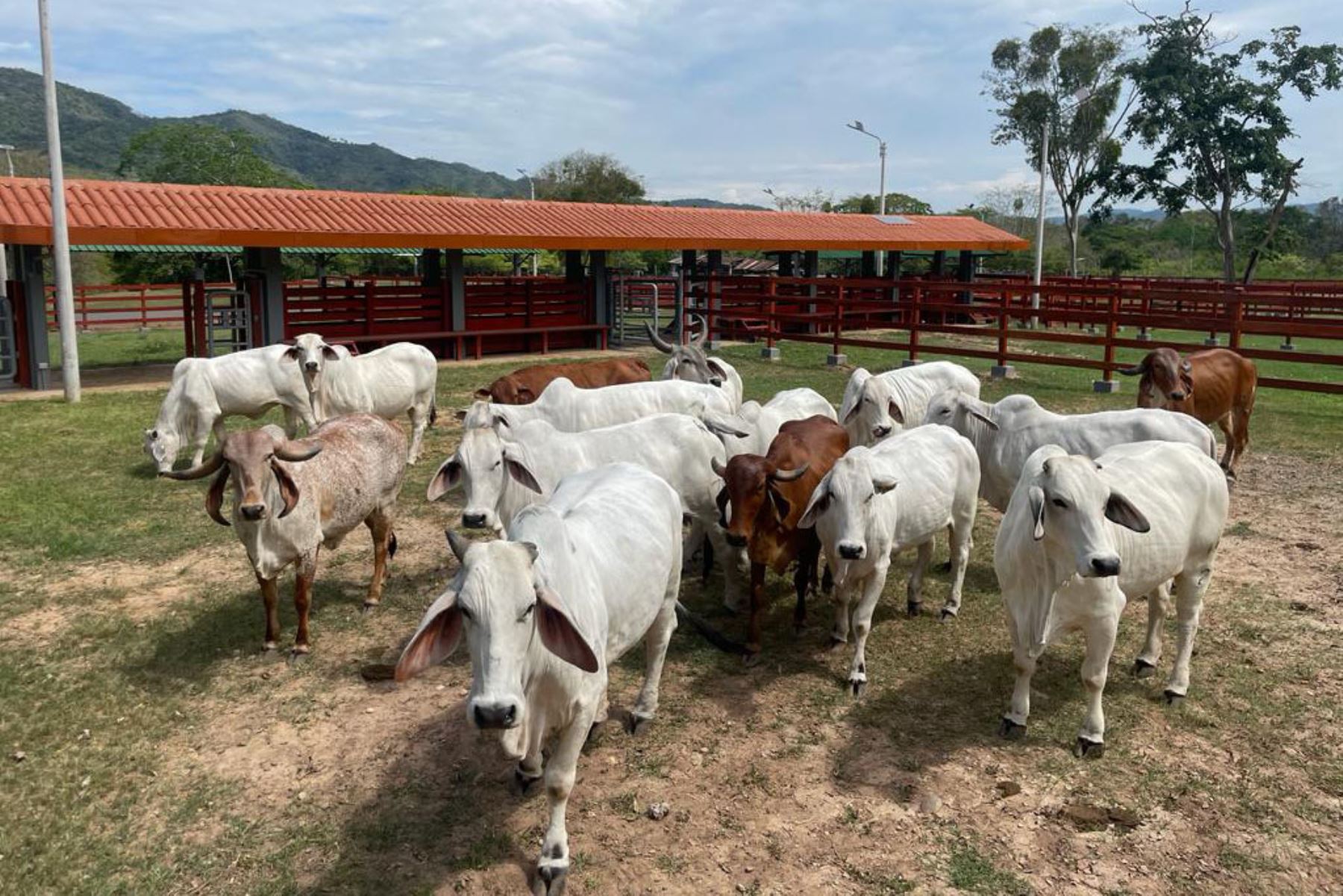 Perú avanza la actualización de su Plan Nacional de Desarrollo Ganadero