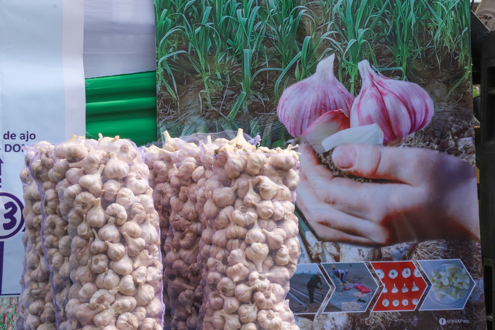 Midagri entrega nueva variedad de ajo de alta calidad genética