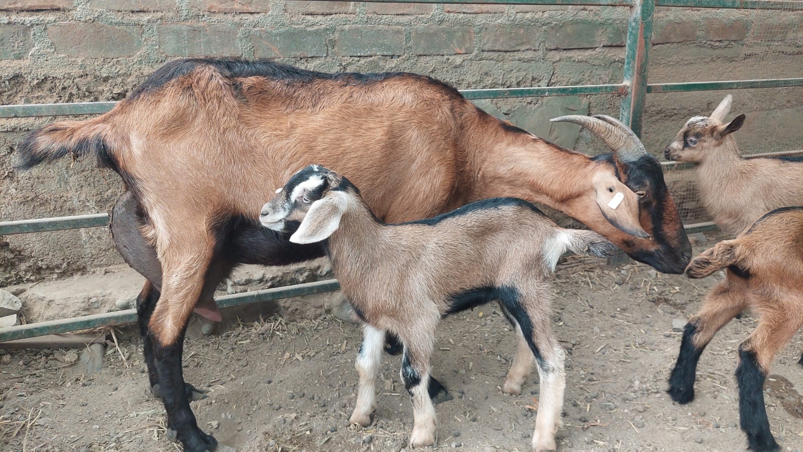 INIA recibe autorización sanitaria para producción de semen caprino de alta calidad genética