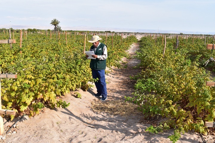 Aprueban reglamento de la Ley de Extensión Agropecuaria en beneficio de 2 millones de productores