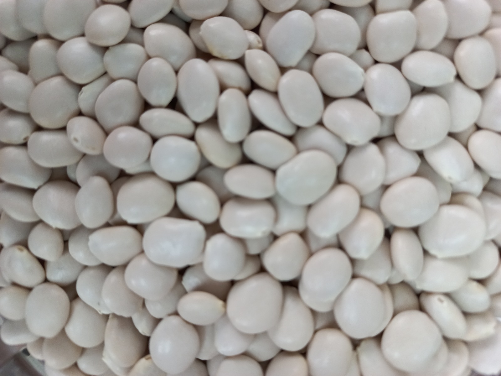 MIDAGRI amplía en un 40% las áreas de cultivo de Tarwi con la variedad INIA 445 Masacanchino