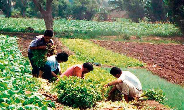 Hoy y mañana presentarán líneamientos de política agraria para las regiones del norte 