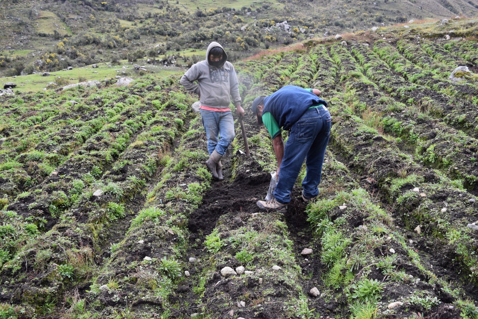  Huancavelica: MIDAGRI transfiere más de 600 pajillas de semen de vacuno de alto valor genético para mejorar calidad del ganado