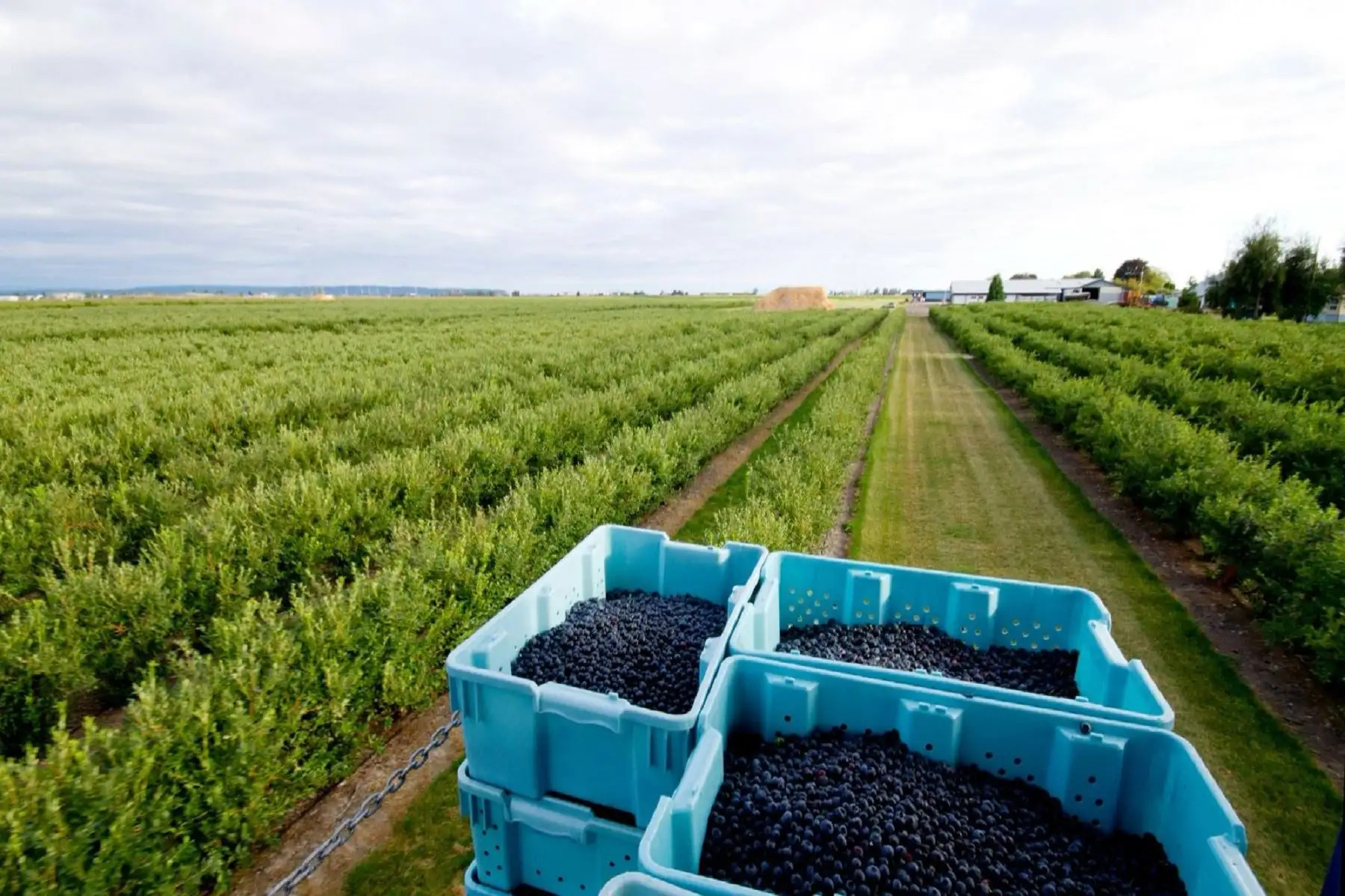 Agroexportaciones superarían los US$ 15,000 millones en 2025