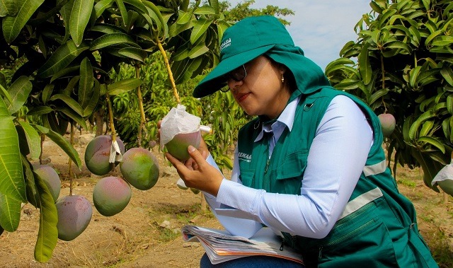 Senasa aclaró que agroexportaciones de mango y palto de Casma no se han paralizado por el coronavirus