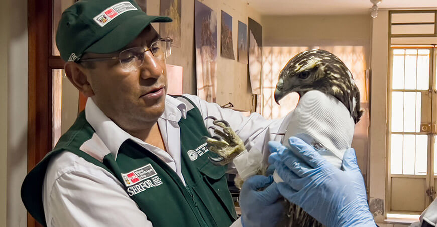 Serfor rescató a un aguilucho herido en la provincia de Huaylas