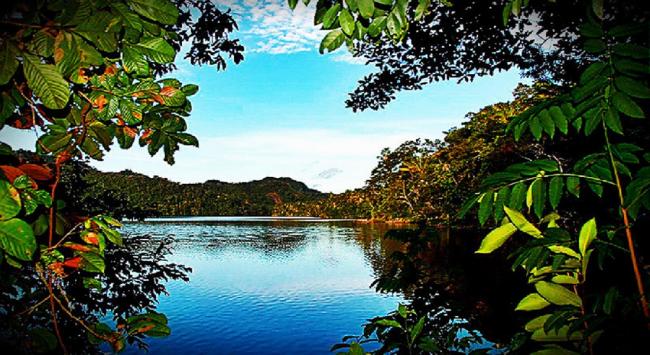 Virus, agua y bosques