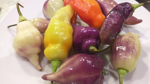 Identifican 133 genes del ají arnaucho que permitirán acelerar su mejora genética