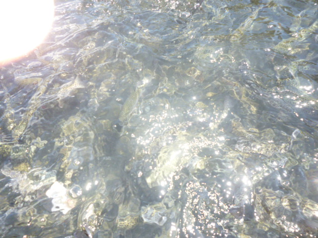 Cambio climático amenaza población de truchas y alevinos en Huaraz