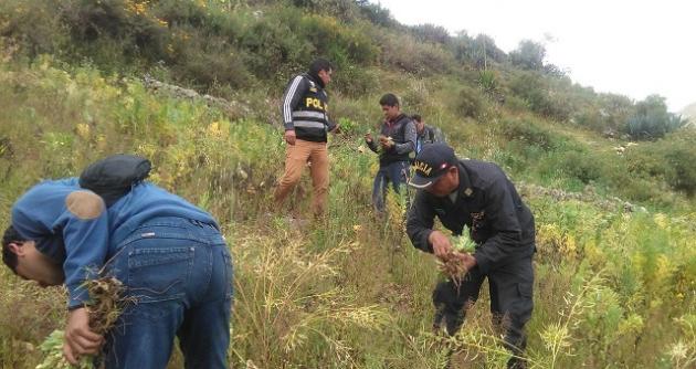 Agentes Antidrogas descubren más de mil plantones de amapola en Huari